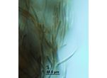 Tolypothrix