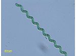 Arthrospira