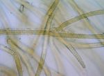 Blennothrix