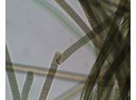 Oscillatoria