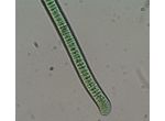 Planktothrix