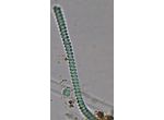 Spirulina