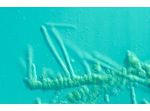 Fischerella