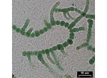 Mastigocladus