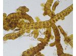 Stigonema mamillosum