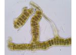 Stigonema