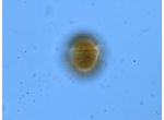 Gymnodinium