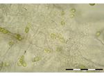 Colacium