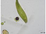 Colacium minimum