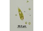 Euglena