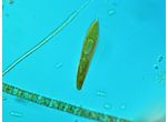 Lepocinclis spirogyroides