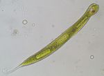 Lepocynclis oxyuris