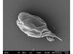 Monomorphina