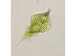 Phacus helicoides