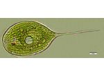 Phacus longicauda