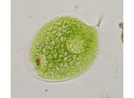 Phacus orbicularis