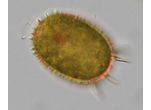 Trachelomonas armata