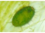 Trachelomonas