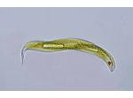 Lepocinclis tripteris