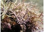 Amphiroa