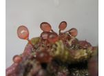 Botryocladia