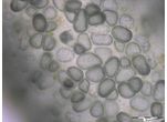 Compsopogon
