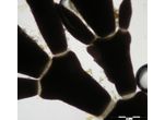 Ellisolandia elongata