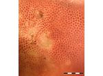 Hildenbrandia rivularis