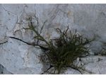 Hypnea