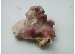 Lithophyllum