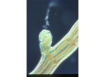 Polysiphonia