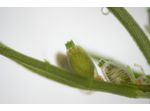 Chara globularis