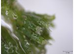 Chara hispida