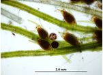 Chara vulgaris