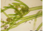 Nitella flexilis