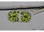 Actinotaenium diplosporum