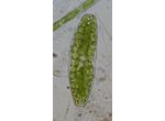Actinotaenium elongatum