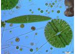 Zygnemophyceae
