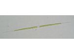Closterium acutum