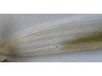 Closterium braunii