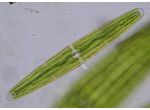 Closterium closterioides
