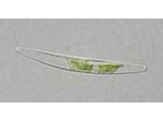 Closterium cornu