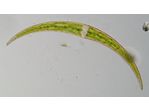 Closterium dianae