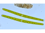 Closterium directum