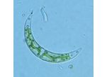 Closterium incurvum