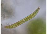 Closterium juncidum