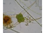 Closterium kuetzingii