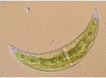 Closterium leibleinii