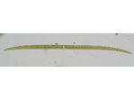 Closterium lineatum