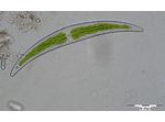 Closterium